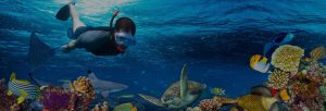 Gallery Thumbnail 2